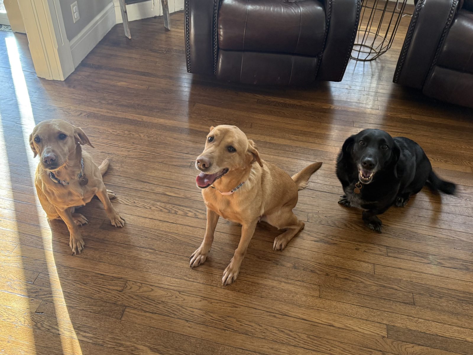 Our three Labs